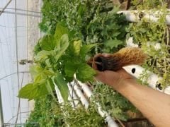 File Saksı- Topraksız Bitki Üretim Saksısı