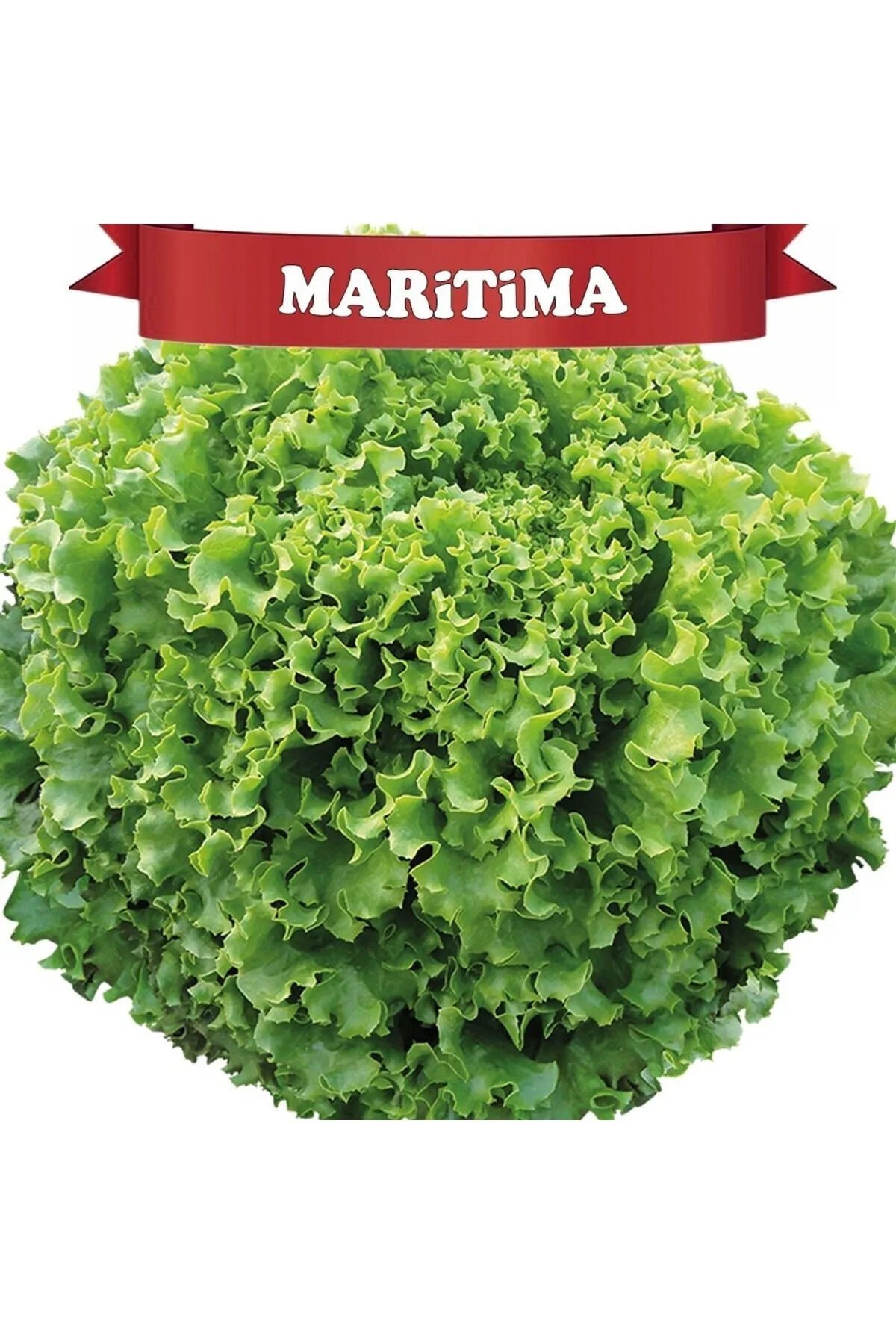 Maritima Kıvırcık Marul Tohumu Kaplı 100 ADET