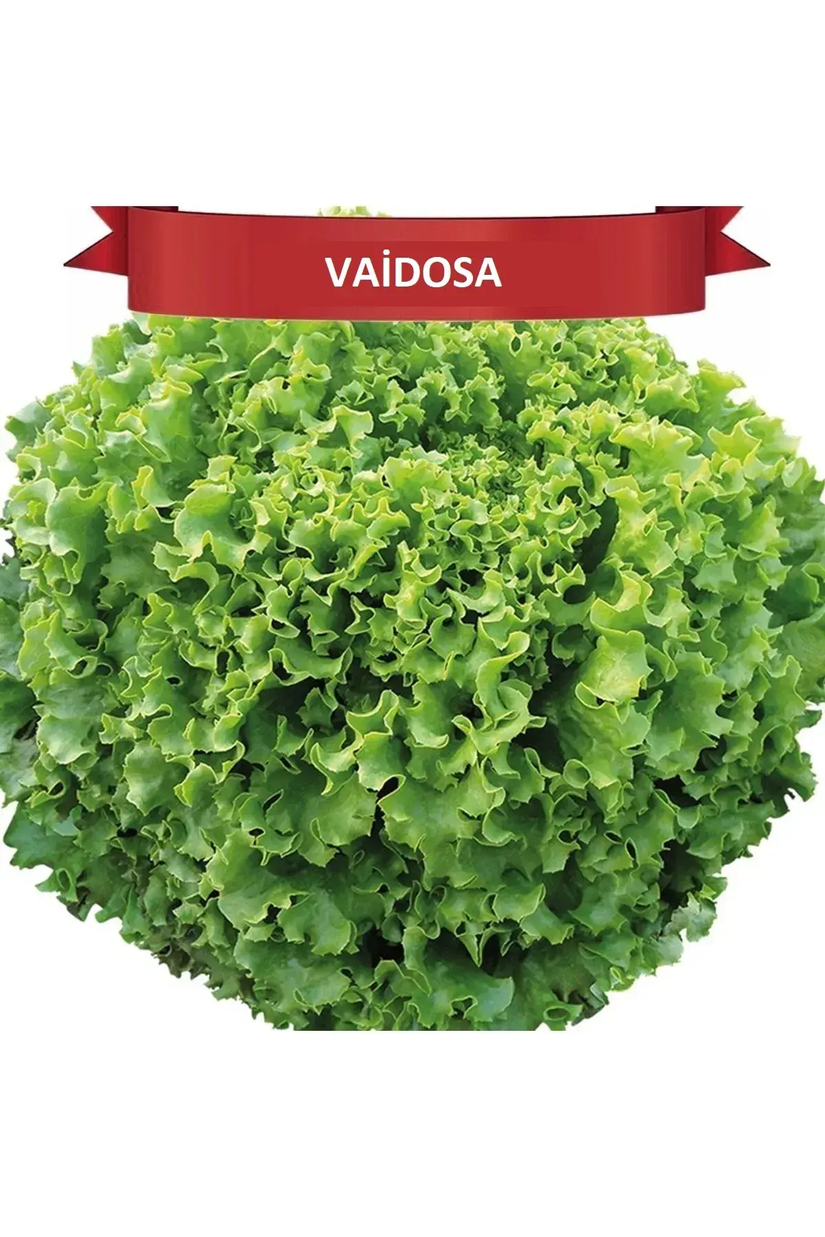 Vaidosa Kıvırcık Marul 100 ADET