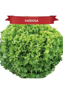 Vaidosa Kıvırcık Marul Tohumu 10000 ADET