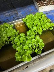 TOHUM ÇİMLENDİRME SÜNGERİ 25x25x40mm 100 Gözlü