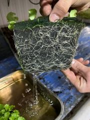 TOHUM ÇİMLENDİRME SÜNGERİ 25x25x40mm 100 Gözlü