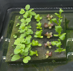 TOHUM ÇİMLENDİRME SÜNGERİ 25x25x40mm 100 Gözlü