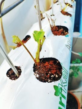 Cocopeat Çilek Yetişirme Ortamı  11 Gözlü 1 Metre