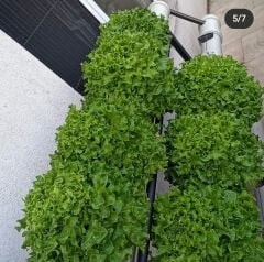 MİNİ HOBİ SETİ- Hidroponik