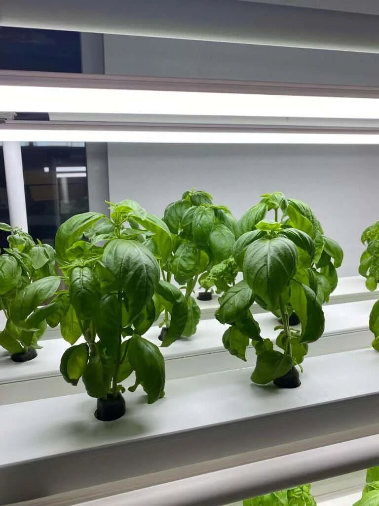 Bitki Yetiştirme LED'i 120 CM