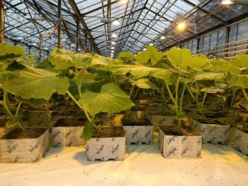 Kayayünü - Topraksız Tarım 10x10x6,5 cm - 5 adet - ÇİFT DELİKLİ