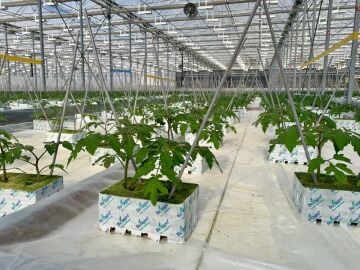 Kayayünü - Topraksız Tarım 10x10x6,5 cm - 5 adet - ÇİFT DELİKLİ