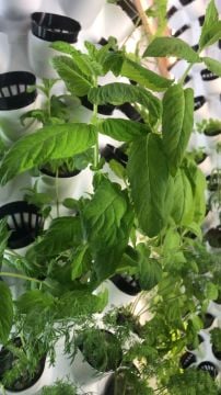 Dikey Bitki Üretim Kulesi 5 Katlı-40 GÖZLÜ - Topraksız Tarım