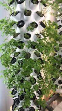 Dikey Bitki Üretim Kulesi 10 Katlı-80 GÖZLÜ - Topraksız Tarım