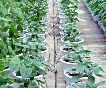 5mm Cocopeat ve Saksı Sulama Mikro Kazık Aparat Seti