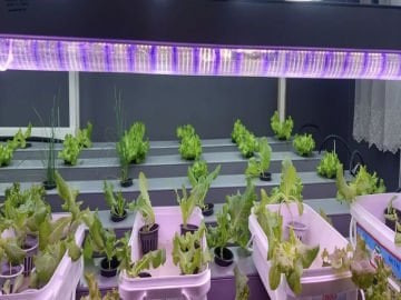 GROWLİGHT BİTKİ BÜYÜTME LEDİ PREMİUM SERİ -YEŞİL BİTKİLER-1 METRE