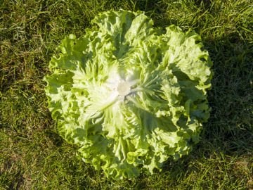 AVALEDA KIVIRCIK TOHUMU 10.000 ADET