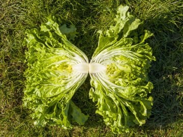 AVALEDA KIVIRCIK TOHUMU 10.000 ADET