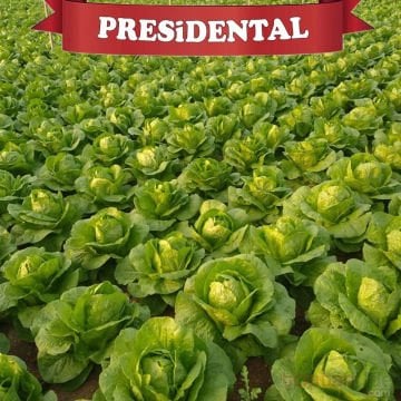 Presidental Yedi Kule Düz Marul Tohumu 100'lü paket