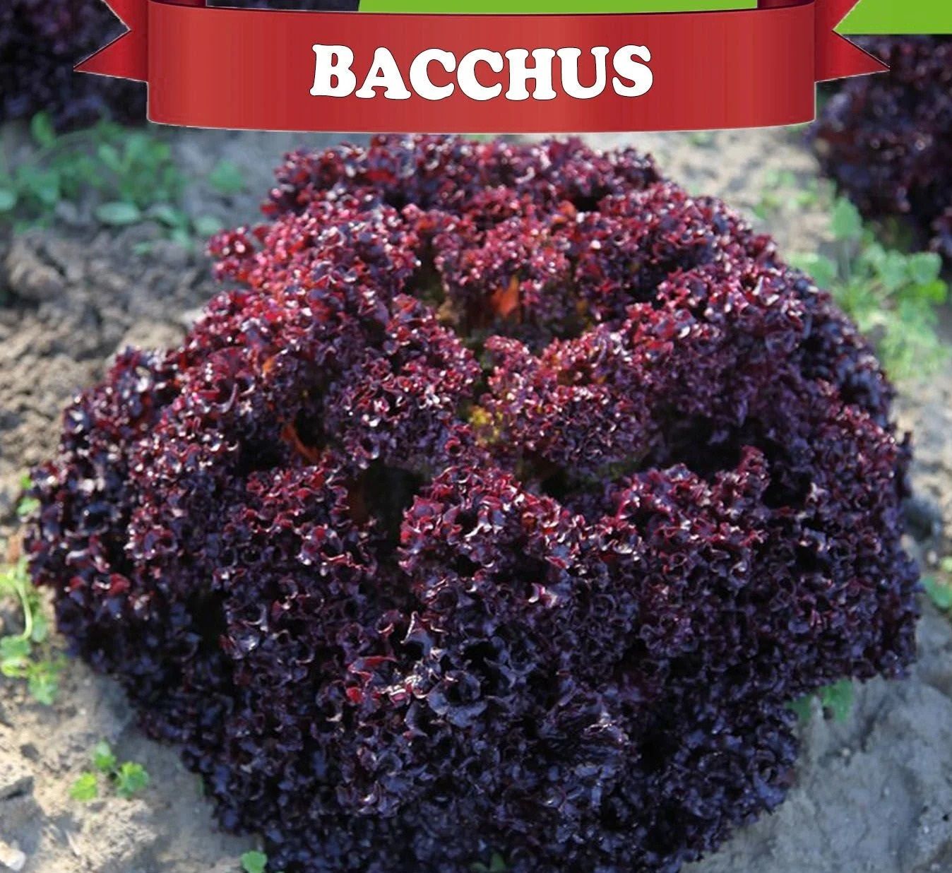 LOLOROSSO KIRMIZI KIVIRCIK TOHUMU 100 ADET (KAPLI TOHUM)