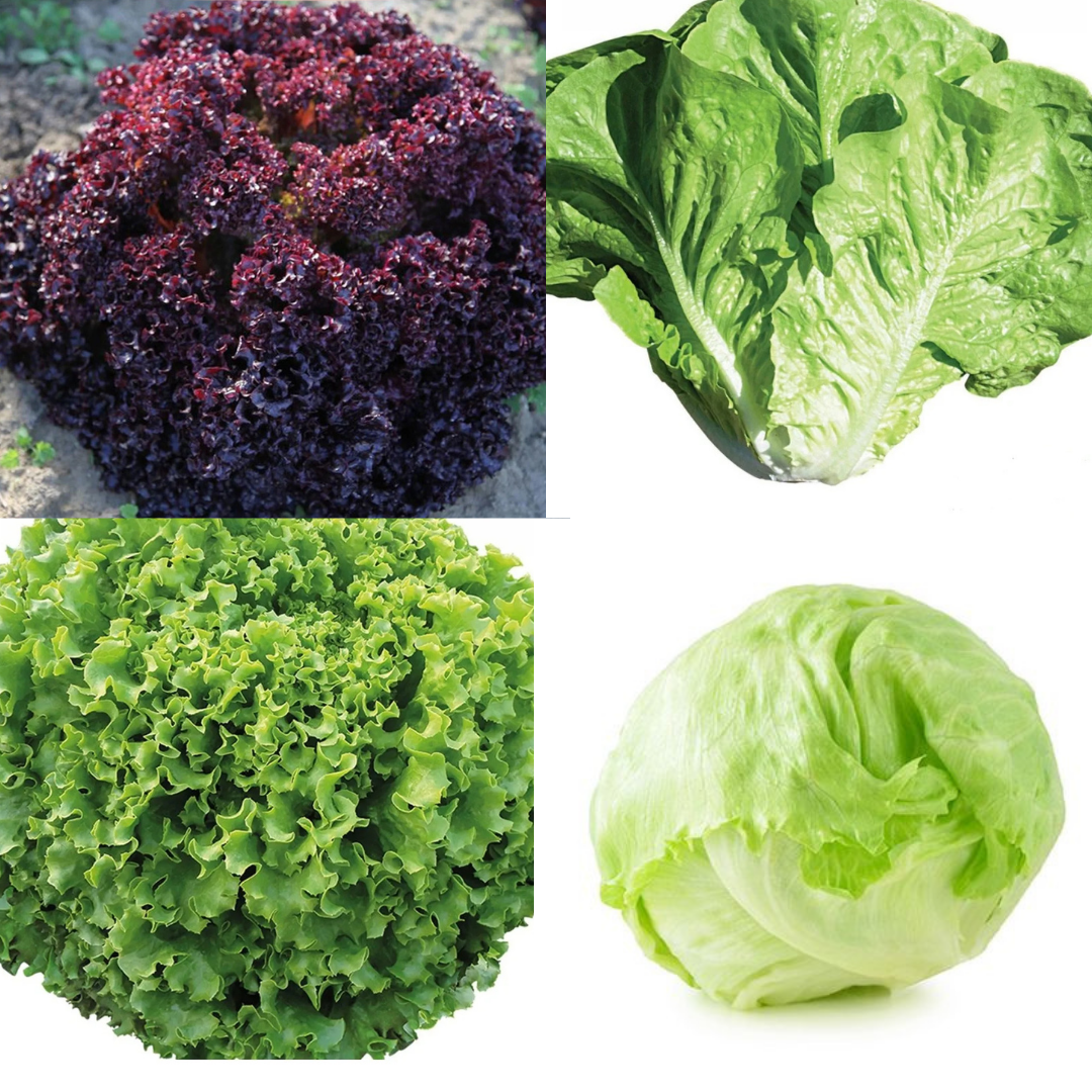 Kaplı Marul Tohum Seti 100'er Adet - Kıvırcık-Göbek-Yedikule-Kırmızı Kıvırcık