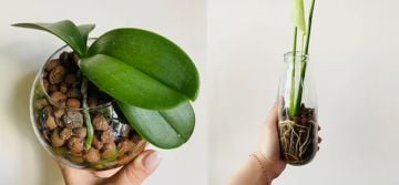 KİL BİLYESİ - Clay Ball 1 - KG - 2 LT