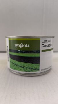 Yeşil Gül (Canagio) Marul Tohumu