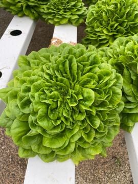 Yeşil Gül (Canagio) Marul Tohumu