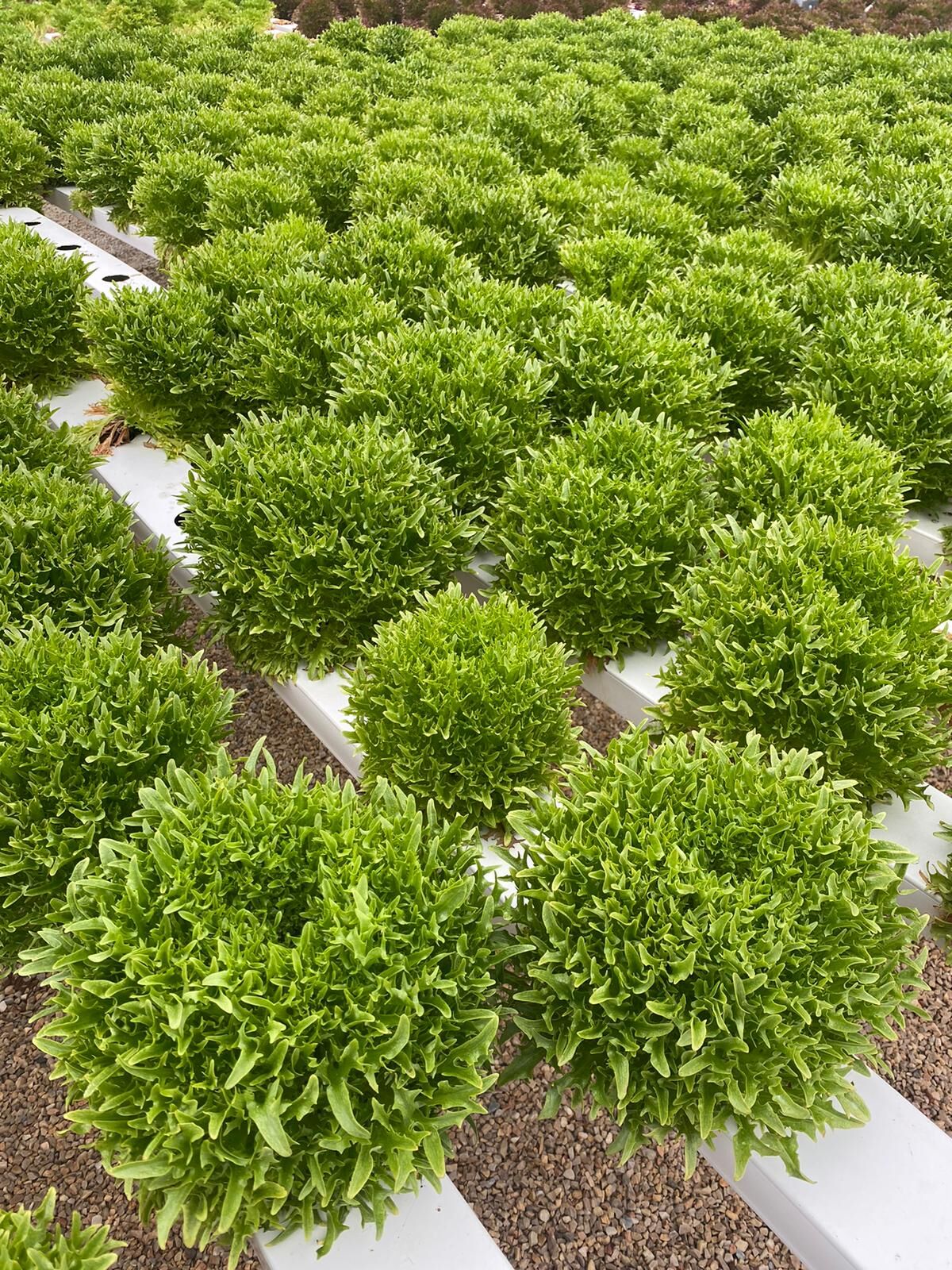 Yeşil Endivyen(Verdagio) Marul Tohumu