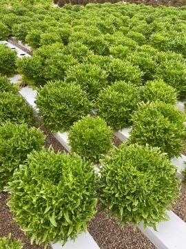 Yeşil Endivyen(Verdagio) Marul Tohumu