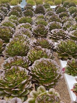 Kırmızı Gül(Rubagio) Marul Tohumu