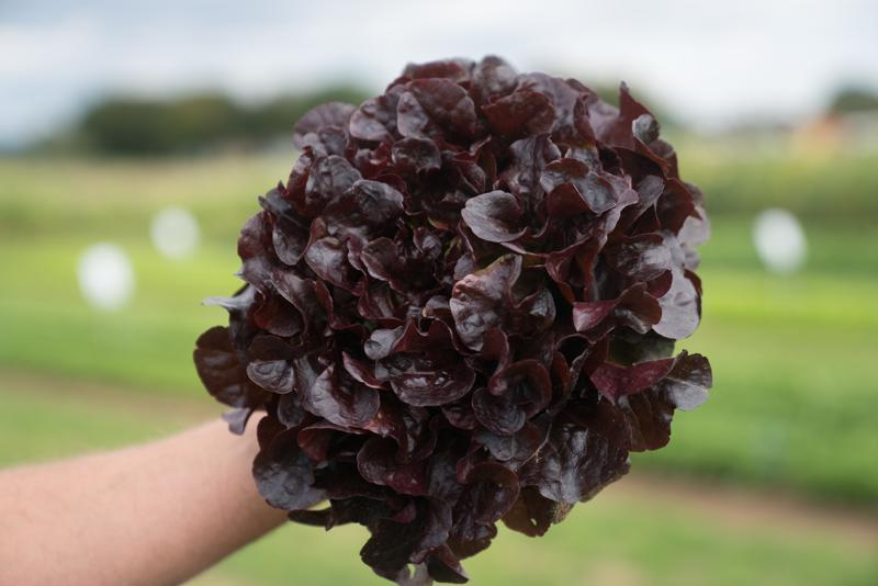 KIrmızı Palamut(Estagio) Marul Tohumu