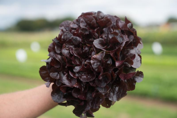 KIrmızı Palamut(Estagio) Marul Tohumu