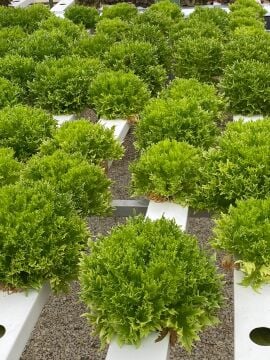 Çıtır Marul(Verdagio) Tohumu