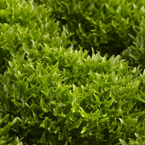 Çıtır Marul(LMUL) Tohumu