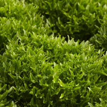 Çıtır Marul(LMUL) Tohumu