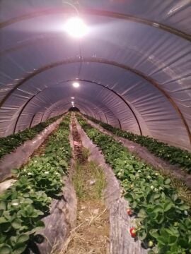 Profesyonel Çiçekli Bitki Yetiştiriciliği İçin Bitki LED Armatürü 1 Adet/10 MT2