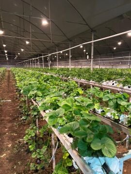 Profesyonel Çiçekli Bitki Yetiştiriciliği İçin Bitki LED Armatürü 1 Adet/10 MT2