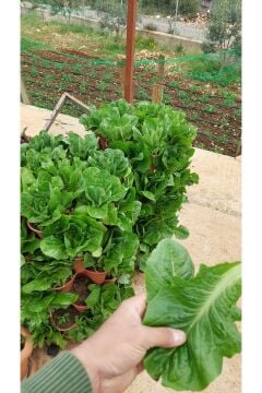 Dikey Tarla- Toprak-Torf- Cocopeat  Kule Saksı(42 Göz)