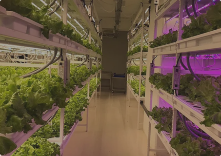 PLANT FACTORY