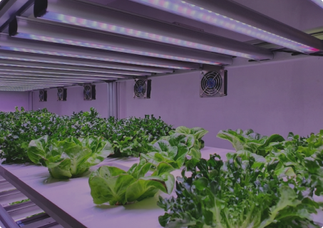 KAPALI ORTAMDA BİTKİ YETİŞTİRME TENKNİKLERİ