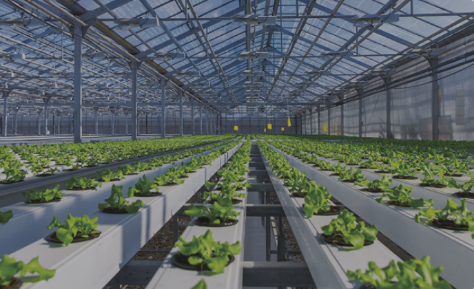 NFT SİSTEMDE YEŞİL BİTKİLER